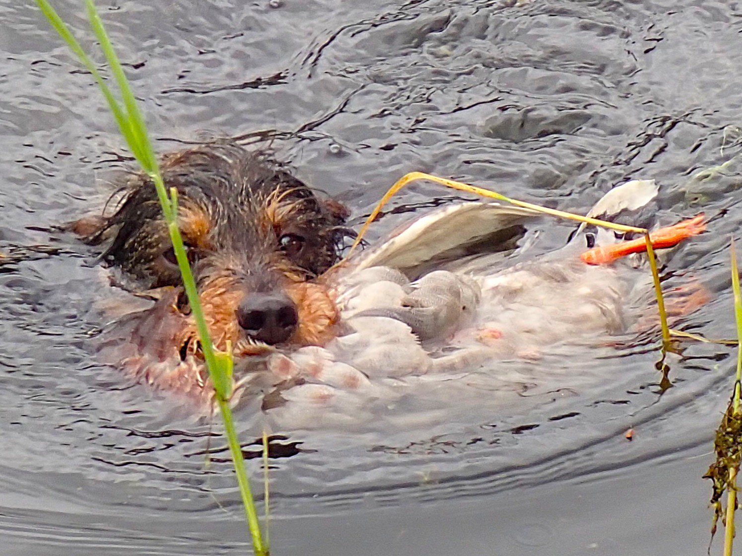 Luisa ist der Hund, der angeblich gar nicht ins Wasser geht.