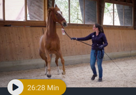 Gelassenheitstraining Pferd Kurs, Lehrgang Bodenarbeit, Knotenhalfter, Agility, Bodenarbeitsseil