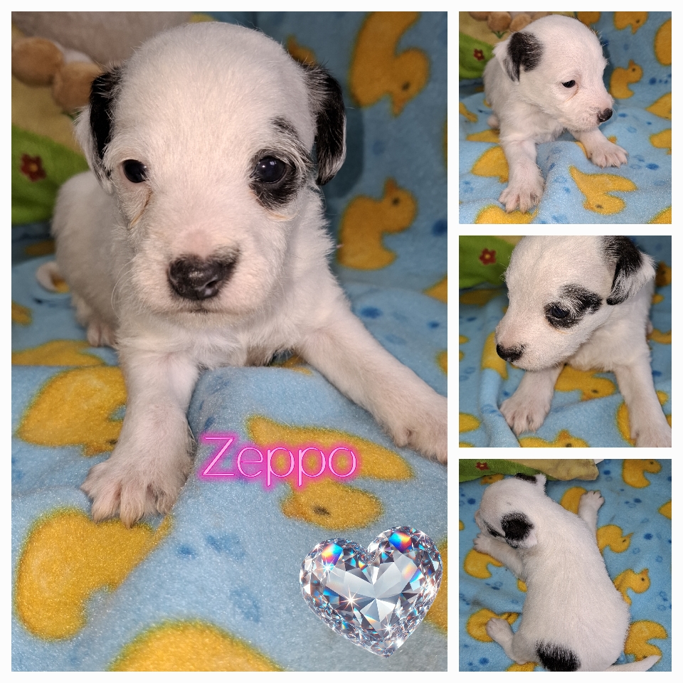 Vergeben Mischt das Leben von Familie Tezel auf