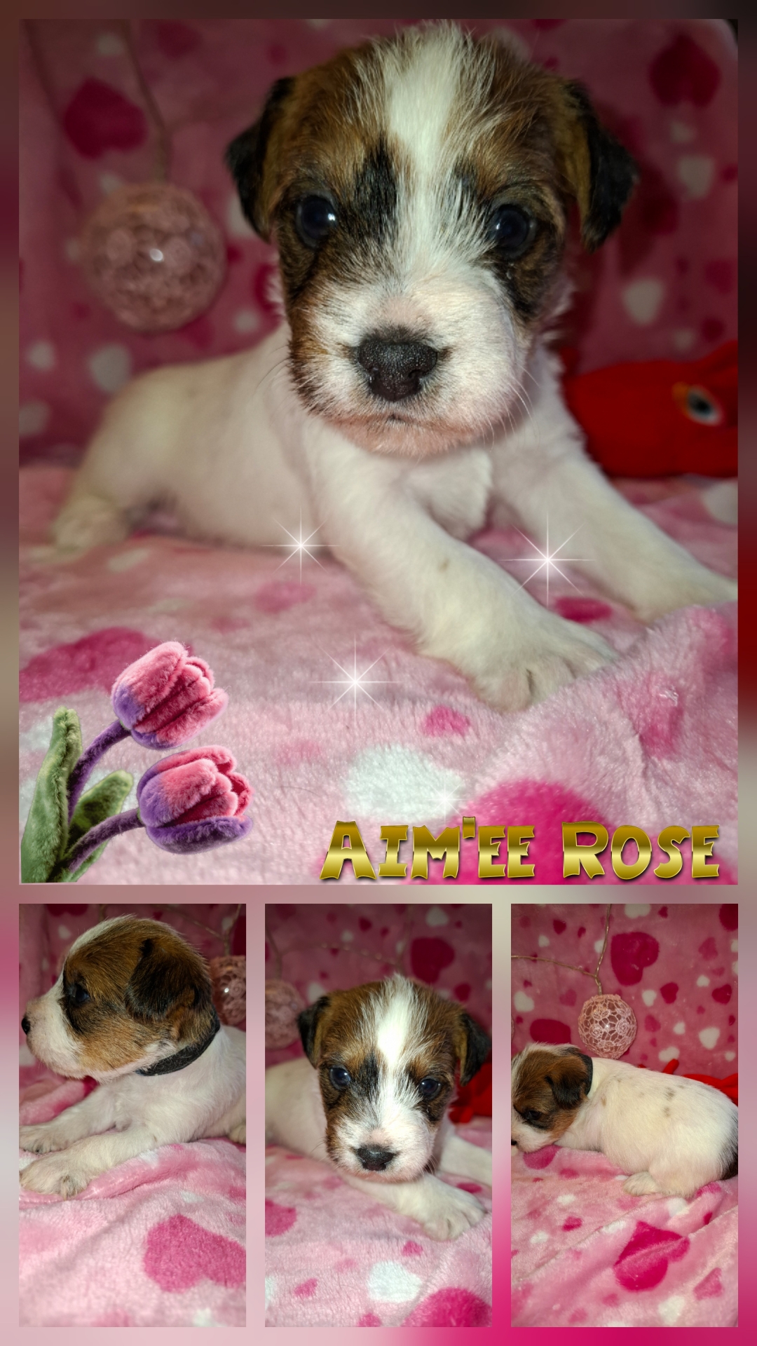 Aim'ee Rose -Vergeben- an Familie Schirp Klein aber oho und bald die neue Chefin im Haus 