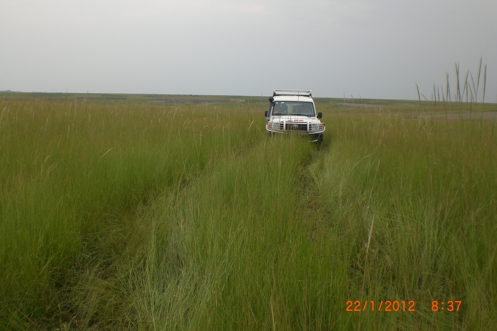 Der Jeep bahnt sich seinen Weg durch die endlose Graslandschaft