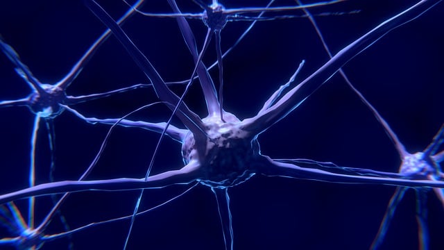 Le Système Nerveux Autonome