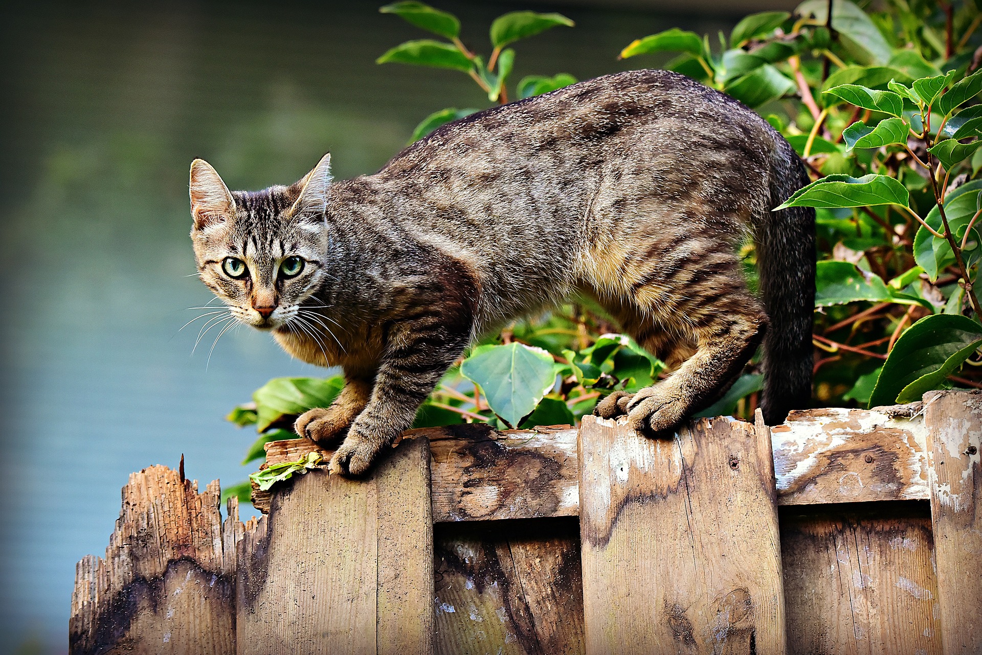 Ursache der "Taumelkrankheit" - Staggering-Disease bei Katzen gefunden