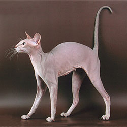 Peterbald