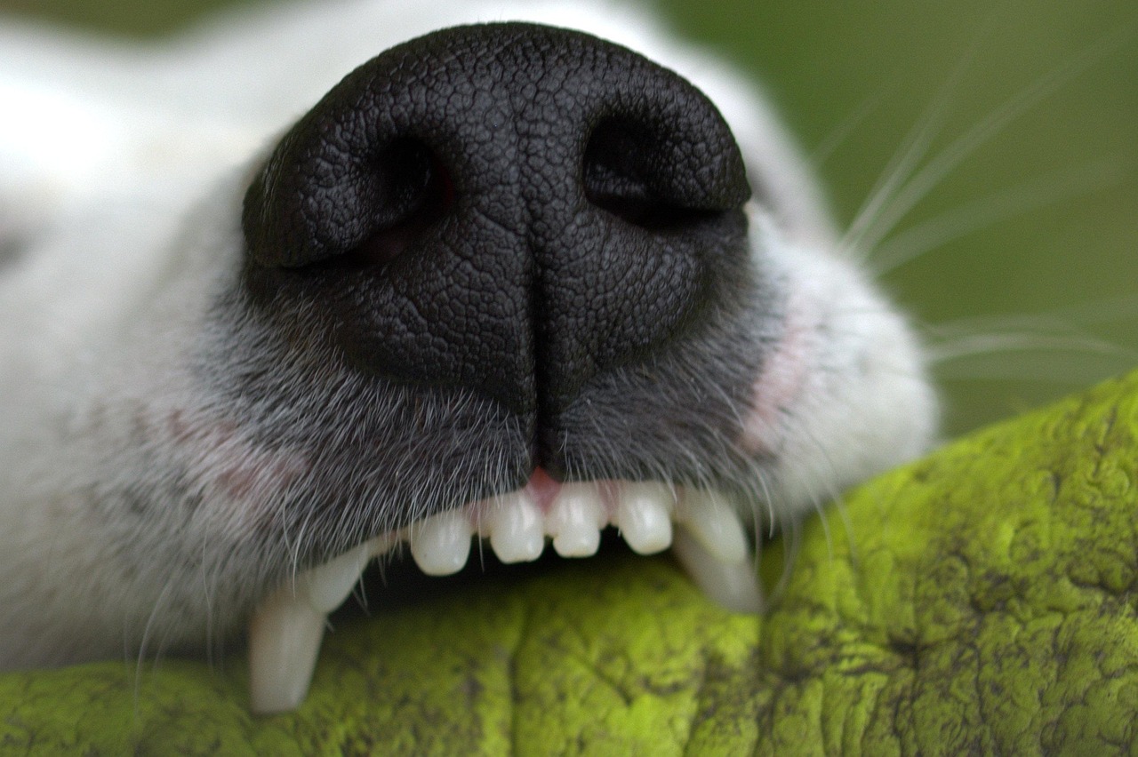 Schlechter Atem (Halitosis) bei Hunden – Ein Zeichen für eine Krankheit?