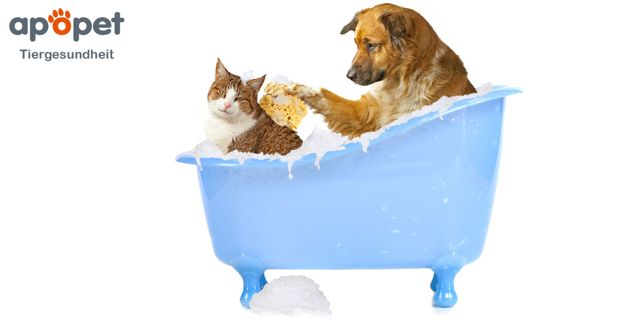 Hund Und Katze Aneinander Gewöhnen Apopetde