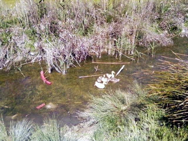 Paseo en el campo y rio - Sortie au champ et à la rivière