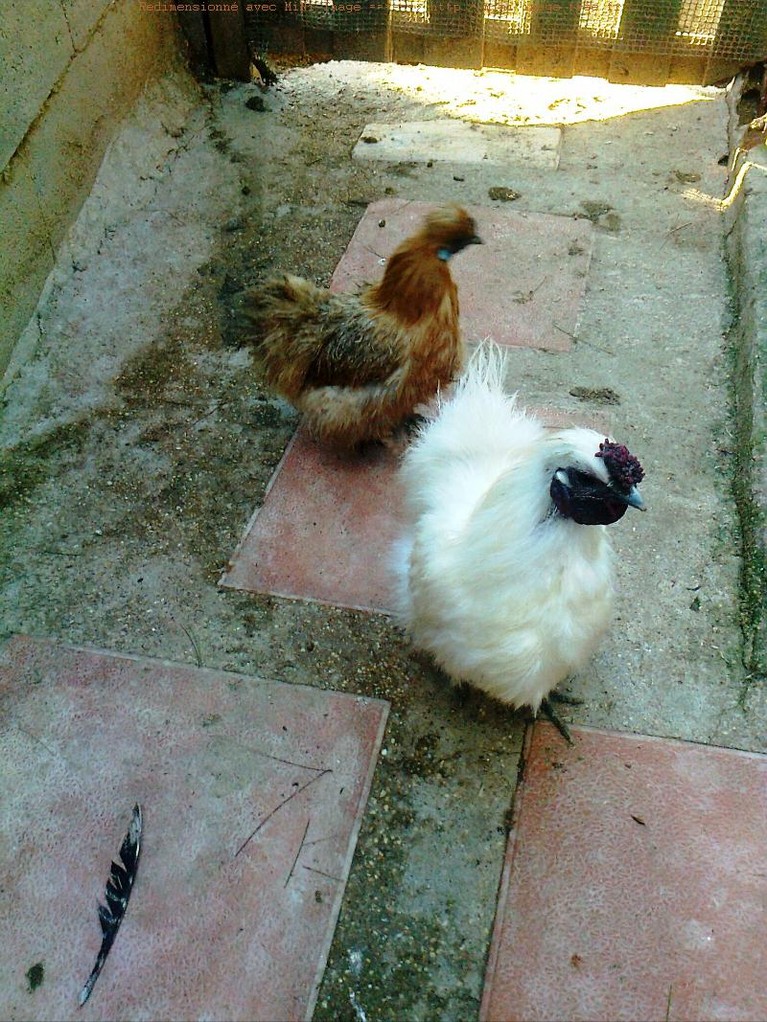 Gallo enano y una gallina Sedosa del japon