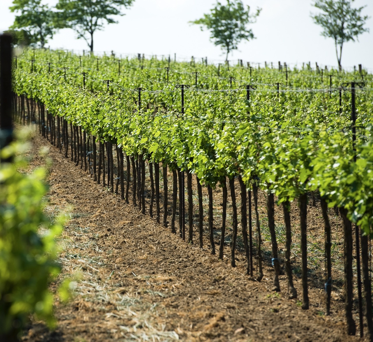 Weingut Kramer