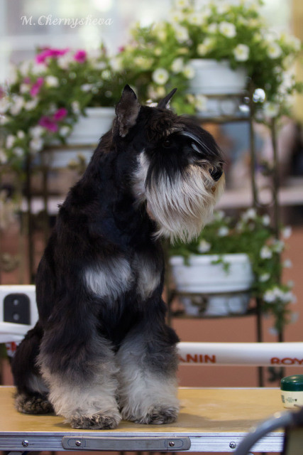 Цвергшнауцер Купить В Спб В Питомнике