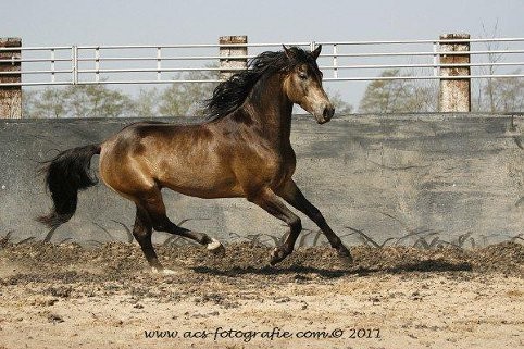 Morgan Horse Hengst CFF San Miguel, Niederlande