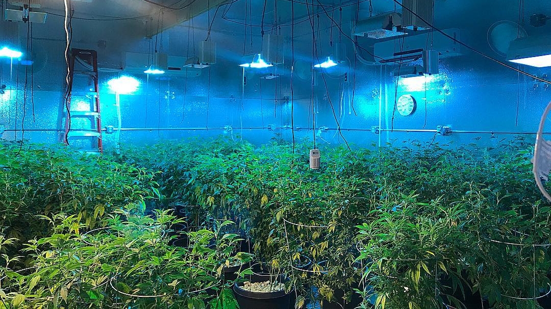 Sativa ertragreich anbauen Cannabis & Hanf Anbau Growguide