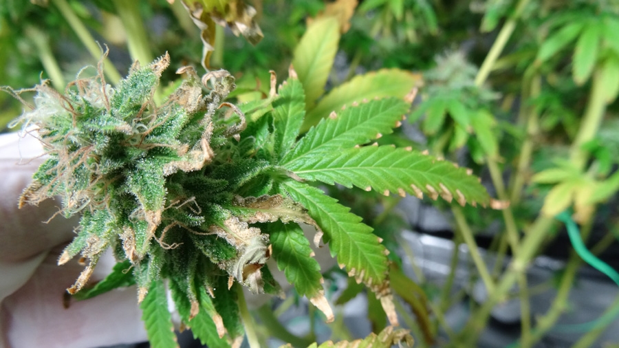 Eine Cannabis Pflanze mit vertrockneten Blättern