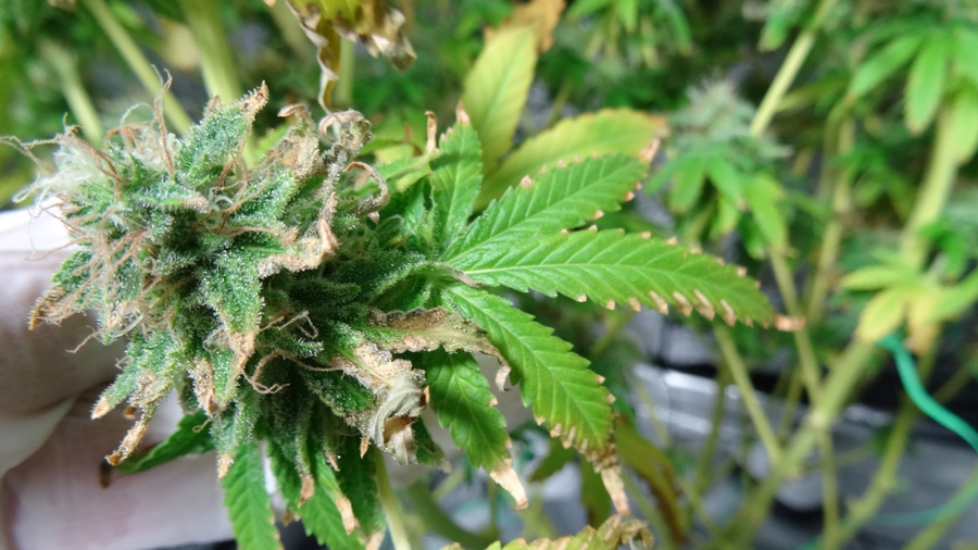Hitzestress und die Schäden Cannabis & Hanf Anbau Growguide