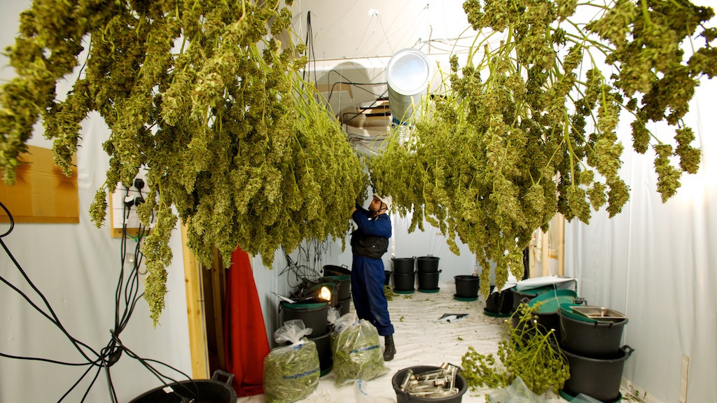 Ein Mann in Blaumann nimmt Cannabis Blüten von einer Wäscheleine ab