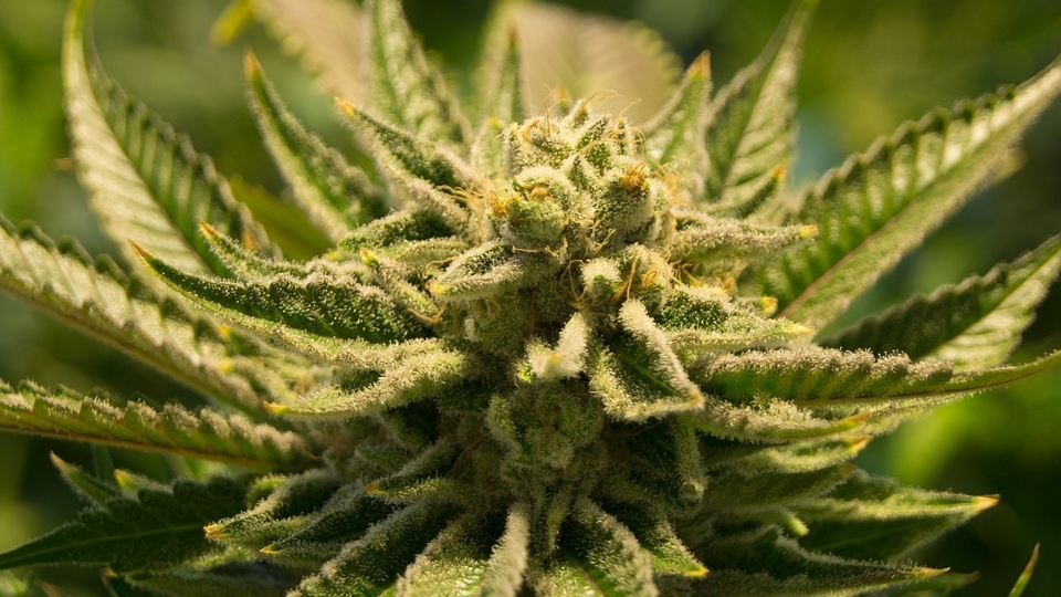 Hitzestress Und Die Schaden Cannabis Hanf Anbau Growguide
