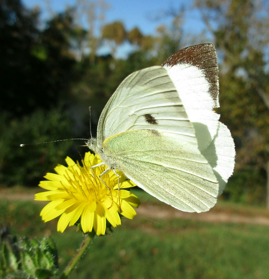 Piéride du chou (Pieris brassicae) sur Picride fausse vipérine (Helminthotheca echioides)