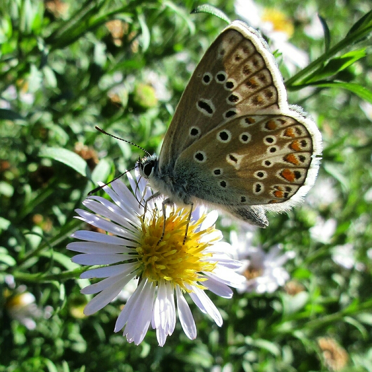 Argus bleu (Polyommatus icarus) sur Aster
