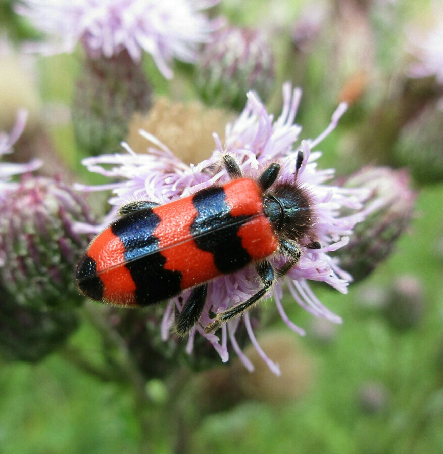 Clairon des abeilles (Trichodes apiarius)