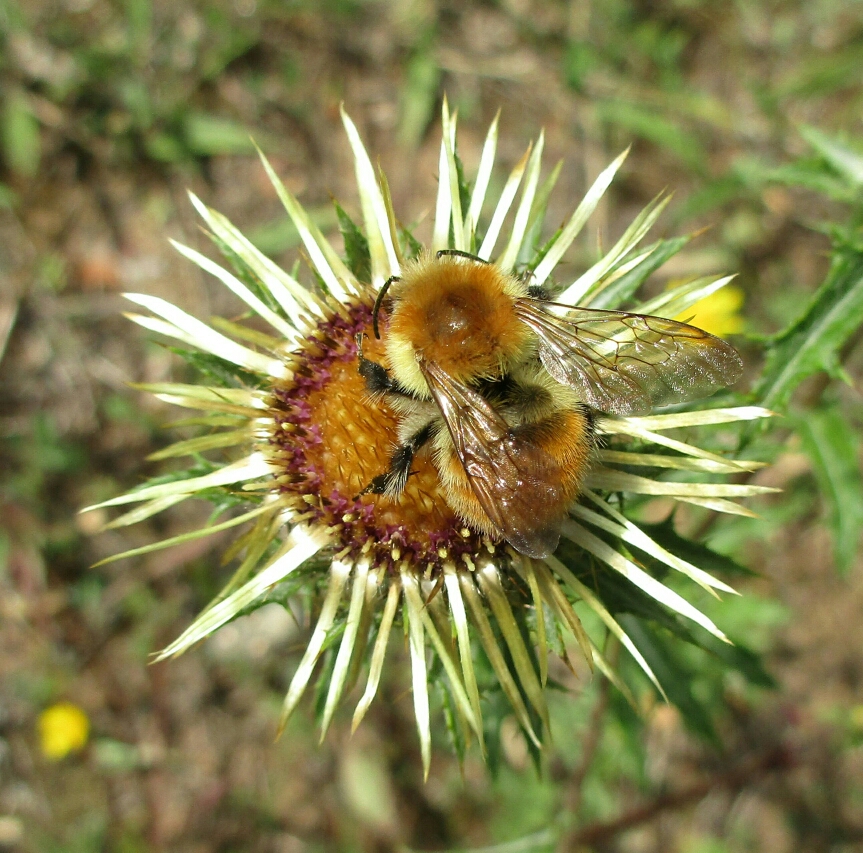 Bourdon sur Carline (Carlina)