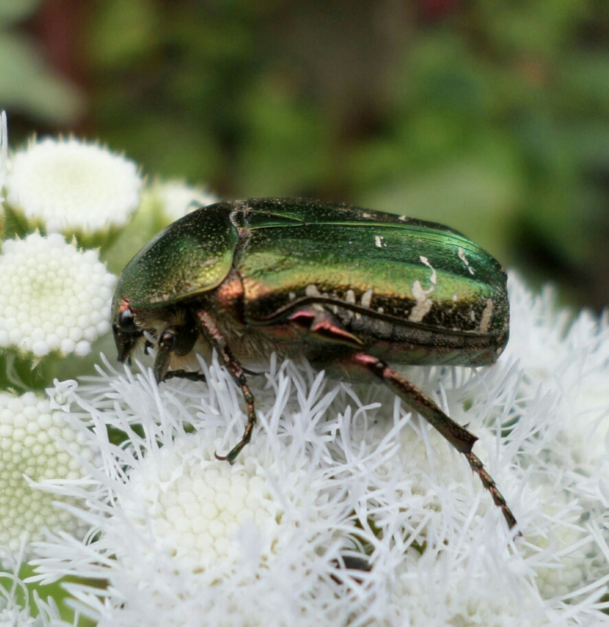 Cétoine doré (Cetonia aurata)