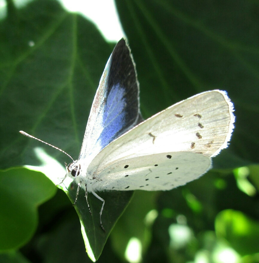 Azuré des Nerpruns (Celastrina argiolus)