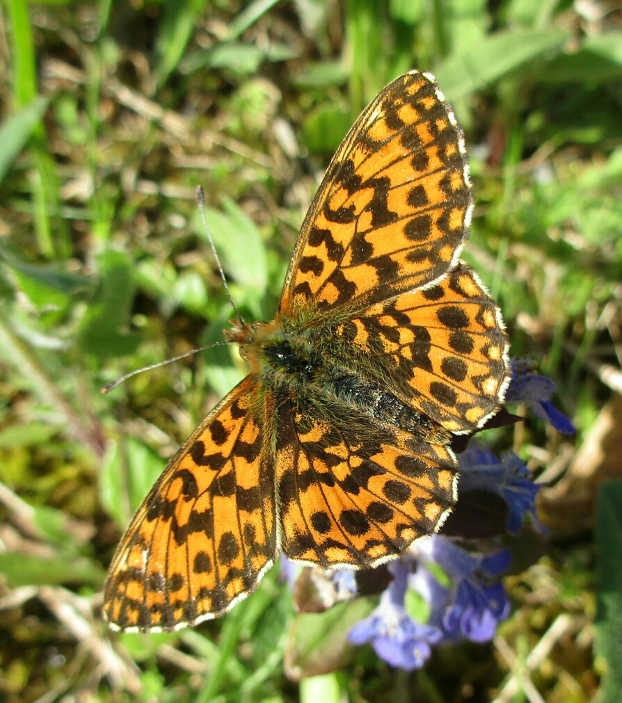 Melitaea