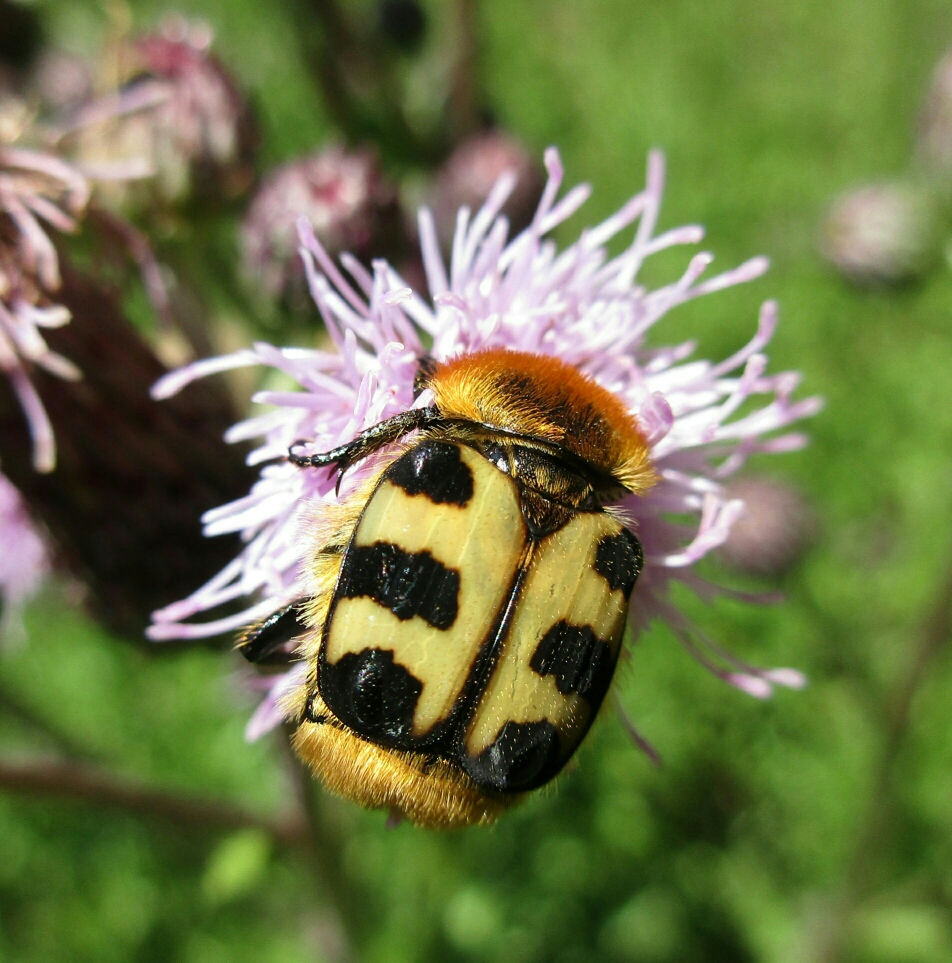 Trichie à bandes ou fasciée (Trichius fasciatus)