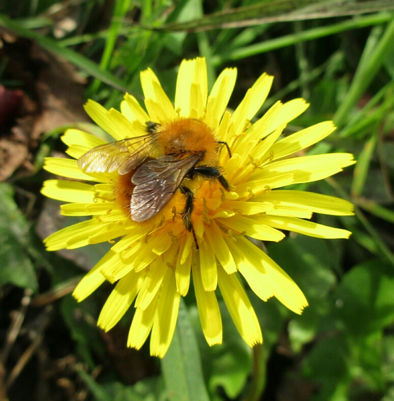 Bourdon sur Pissenlit (Taraxacum)