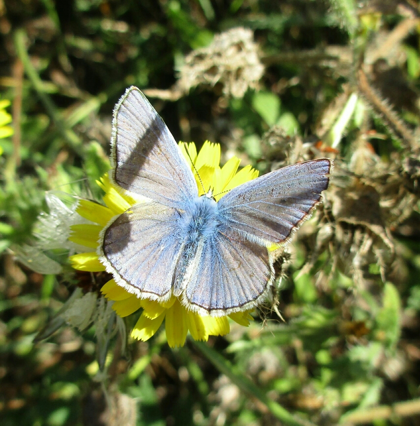 Argus bleu (Polyommatus icarus) sur Picride fausse vipérine (Helminthotheca echioides)