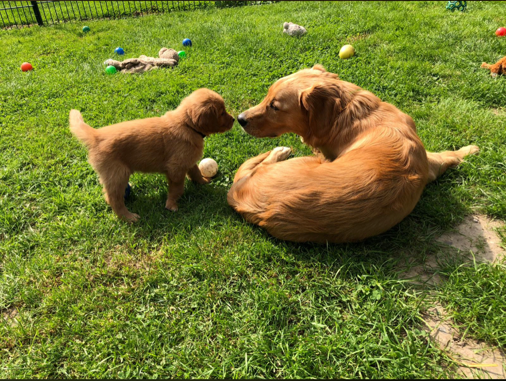 Gino hat uns besucht und kam prima mit den Welpen klar.  22.7.21