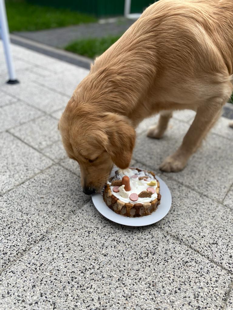 Auch Famous Bailey lässt es sich schmecken.  Geburtstage sind einfach toll. 