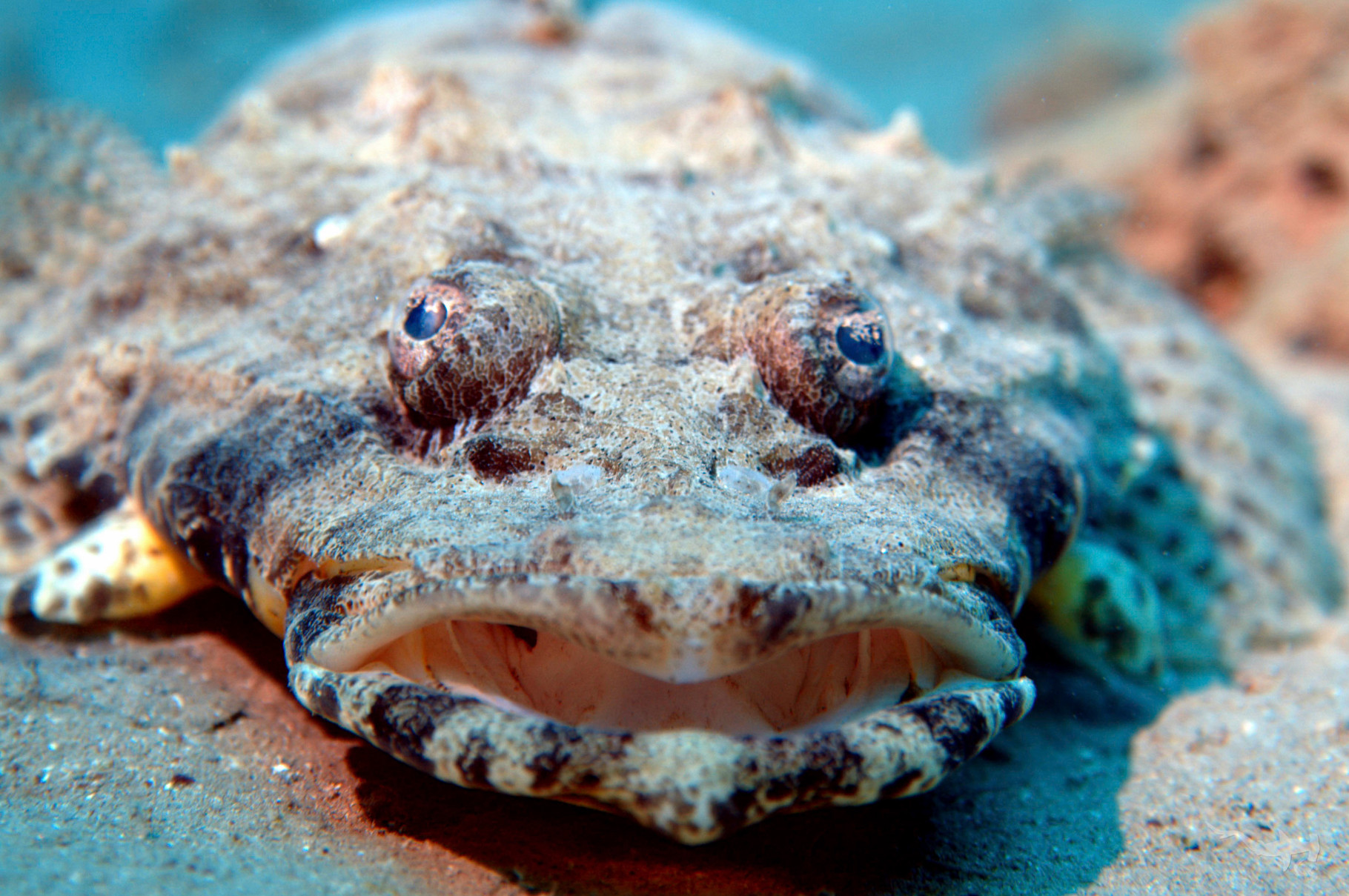 Crocodile Fish - Egypt/Red Sea