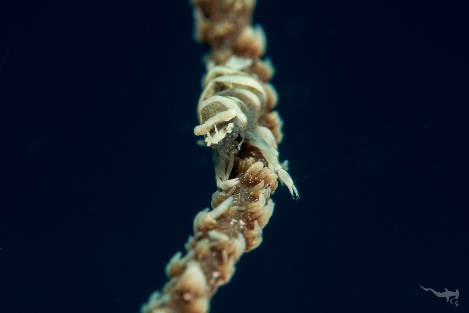 Anker's Whip Coral Shrimp - Cabilao/Philippines