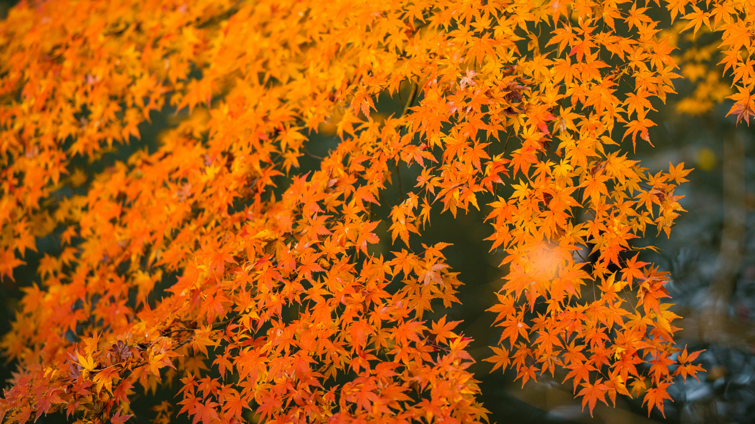 Ultimate Guide to Tokyo's Autumn Colors: 10 Best Places for Leaf Viewing in 2024