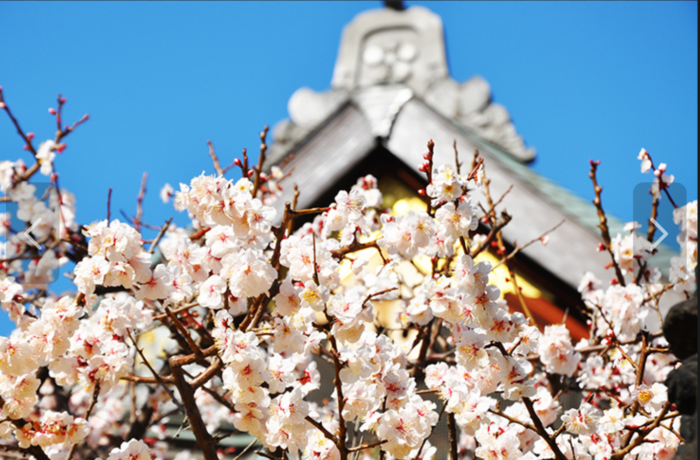 Enjoy Early Spring in Tokyo! Best Places to Visit from Late February to March