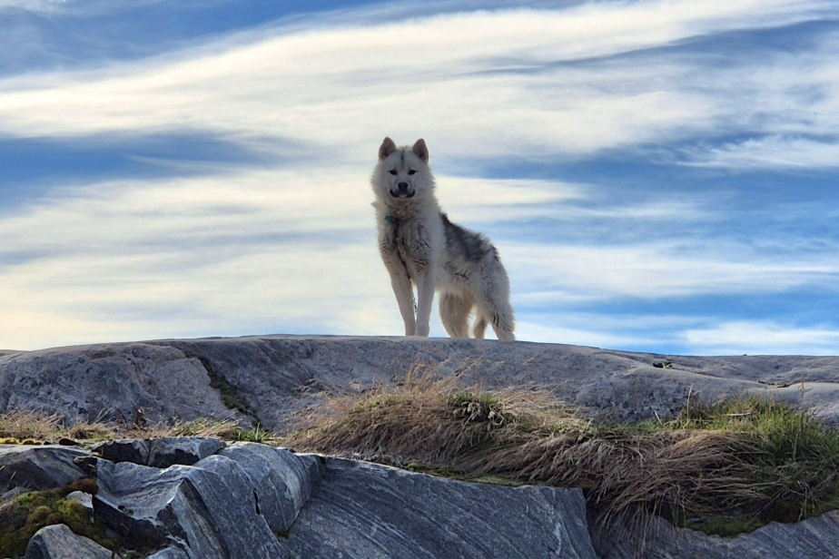 Huskies ... ein trauriges Leben an der Kette