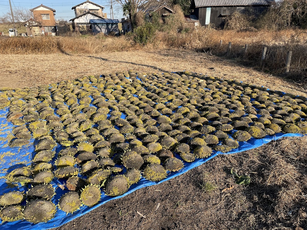 ひまわり