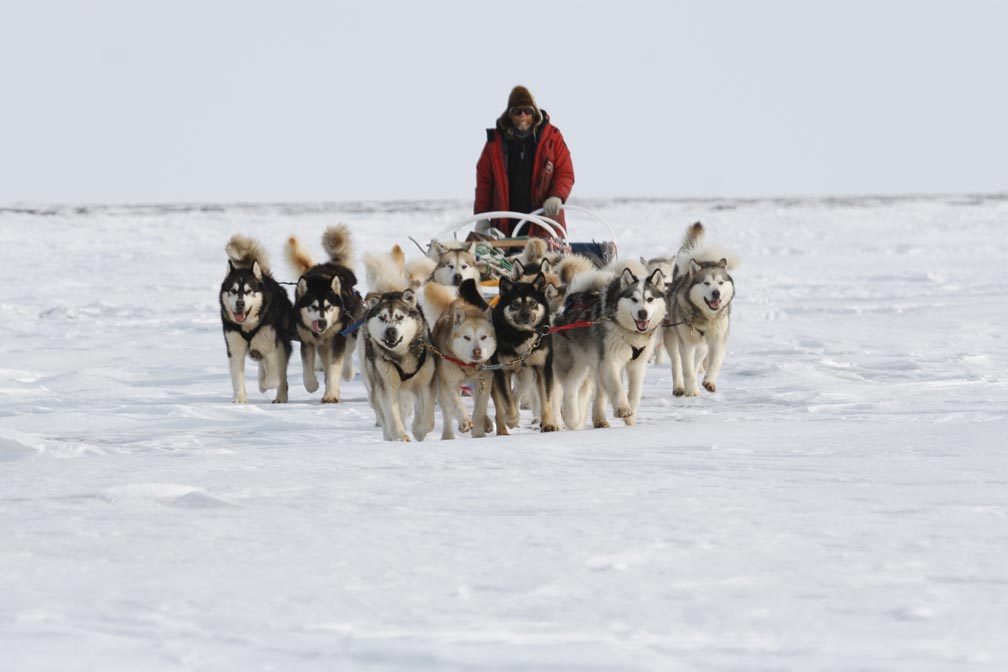 Chiens de traineaux