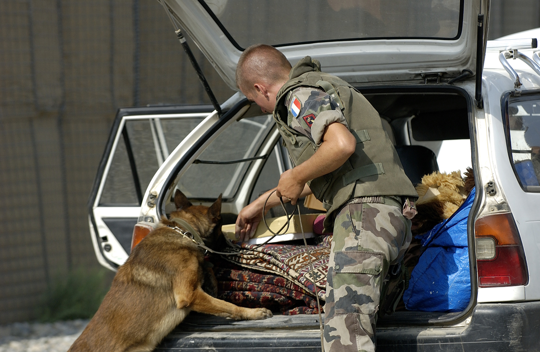 Chien de détection d'explosifs - opération extérieure 