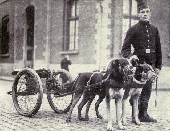 Attelage de chien et mitrailleuse belge