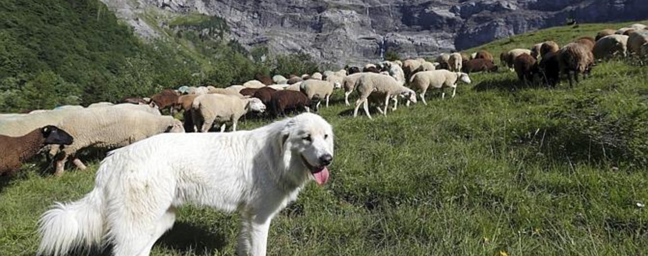 Chien protecteur de troupeaux