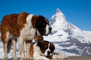 Sauveteur en montagne