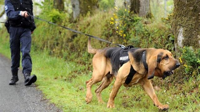 Chien de recherche de personnes (perdu ou fugitif) - Police