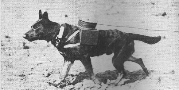 Chien télégraphe 