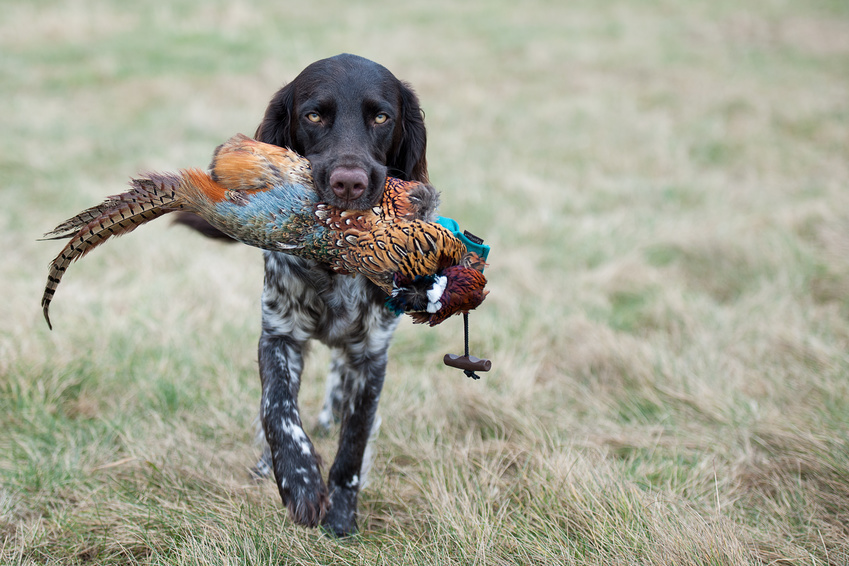 Chien de chasse