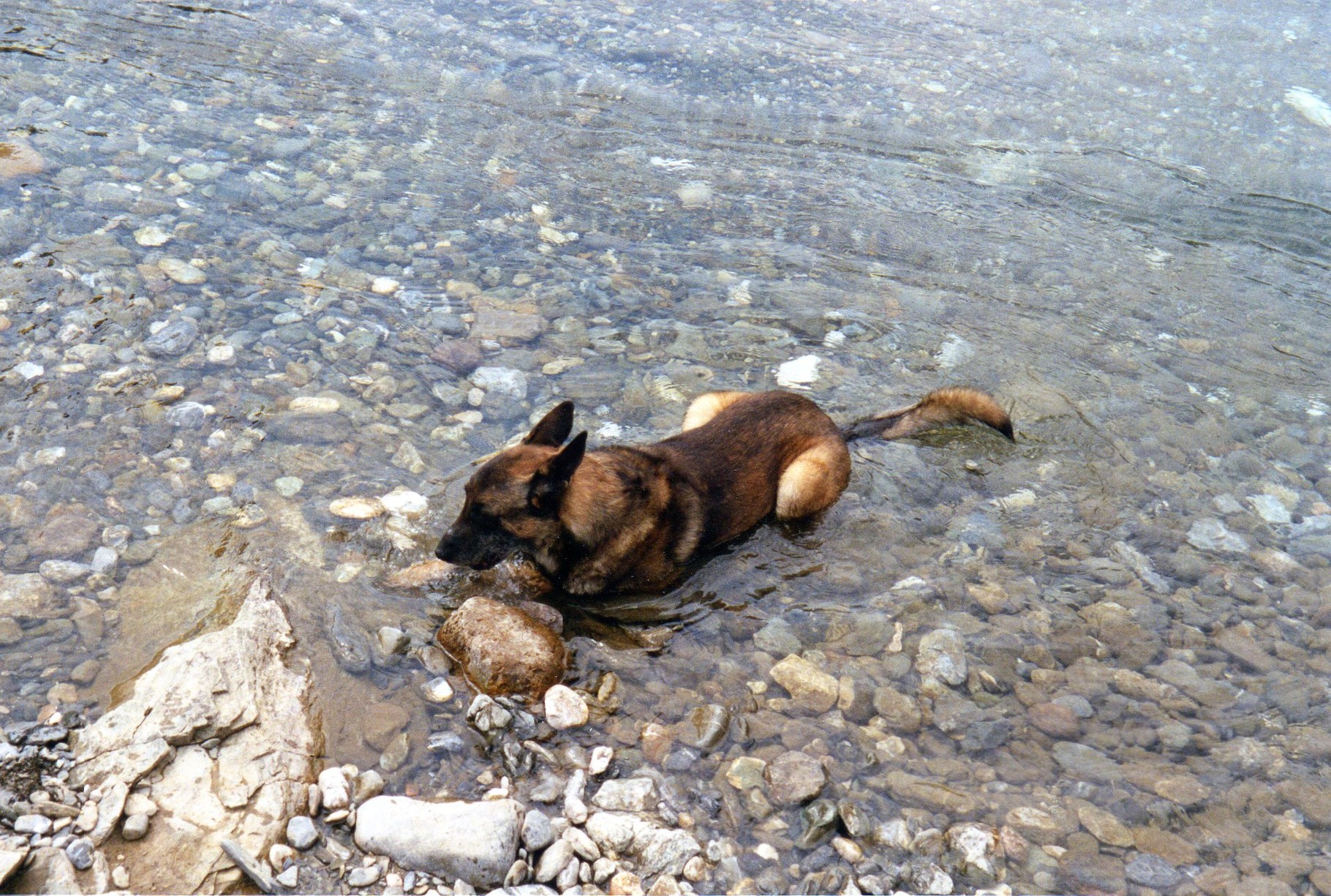 Baignade dans le "gave" ( Pyrénée)