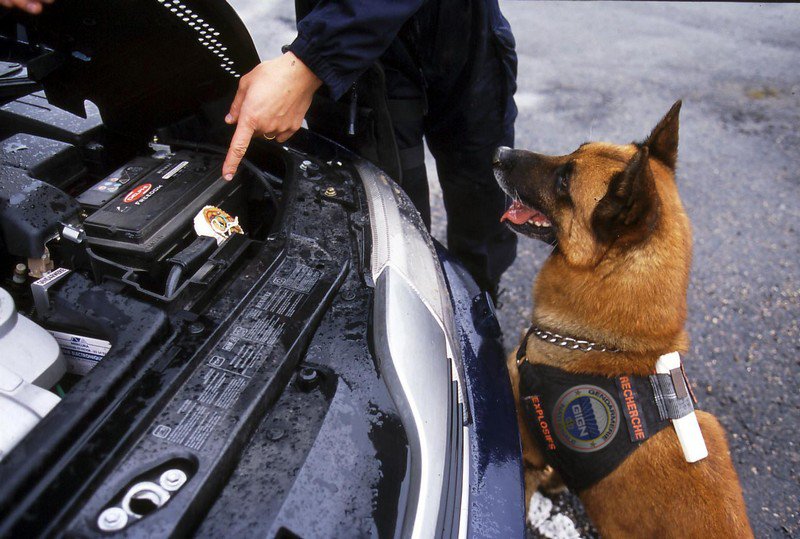 Chien de recherche d'explisifs - Gendarmerie