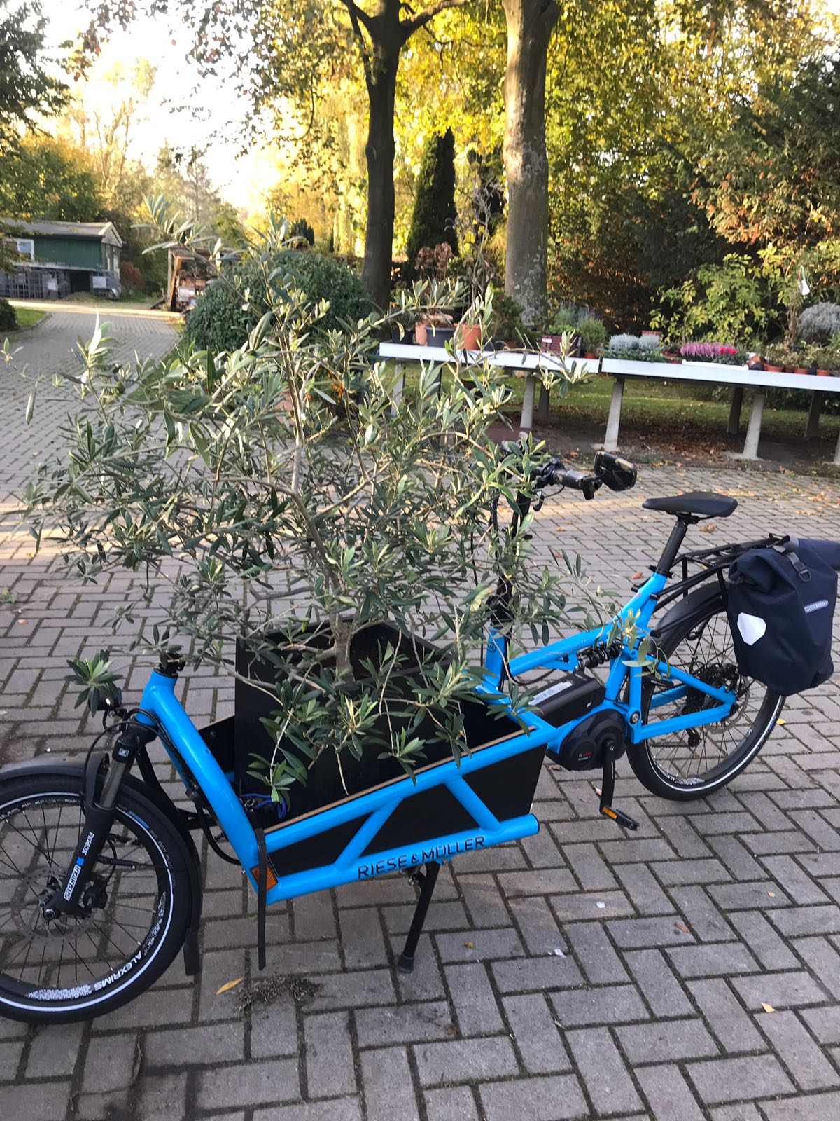 Zum Jahresende transportiert Maike ihren Olivenbaum ganz einfach und gemütlich im Lastenrad zum Winterlager.