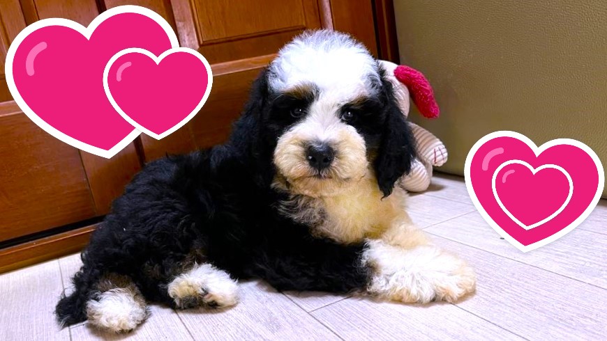 お迎えいただいたドゥードゥル(プードルミックス)の子犬｜パーティプランドゥードゥル